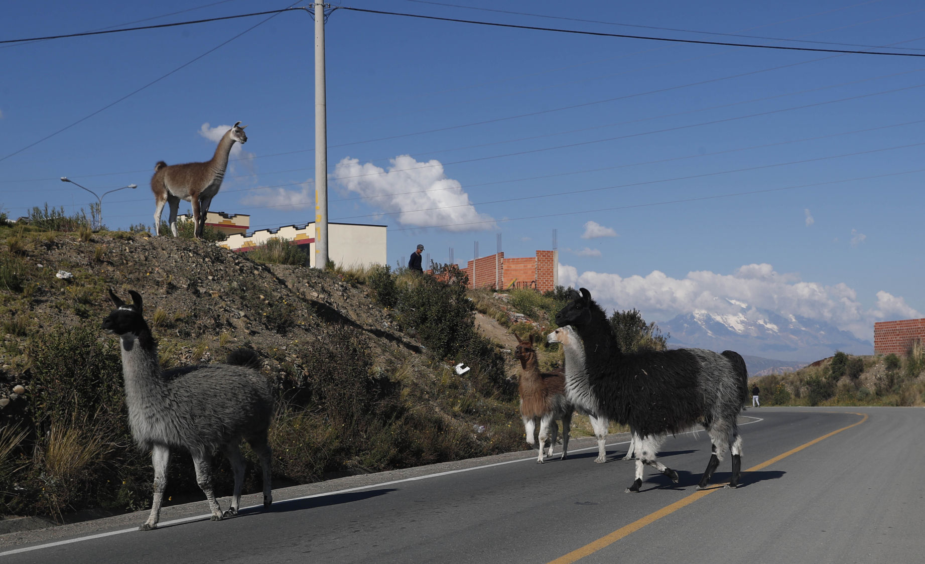 APTOPIX Virus Outbreak Bolivia